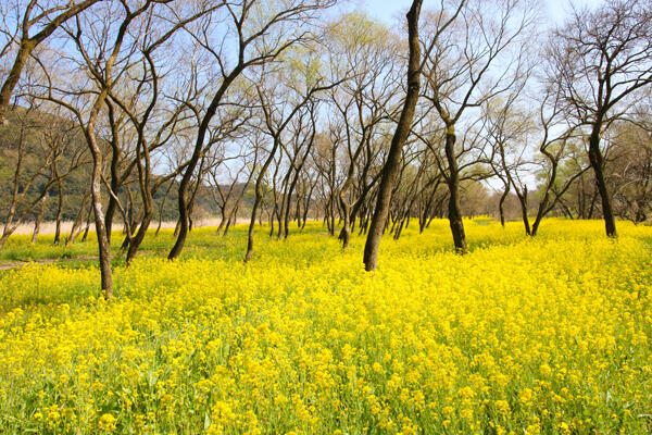入田ヤナギ林曼珠沙華｜四万十の秋を彩る赤い花景色