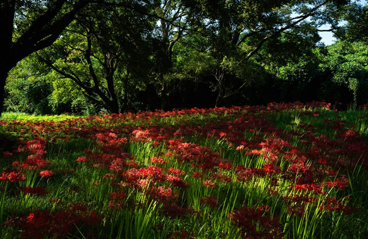 入田ヤナギ林曼珠沙華｜四万十の秋を彩る赤い花景色