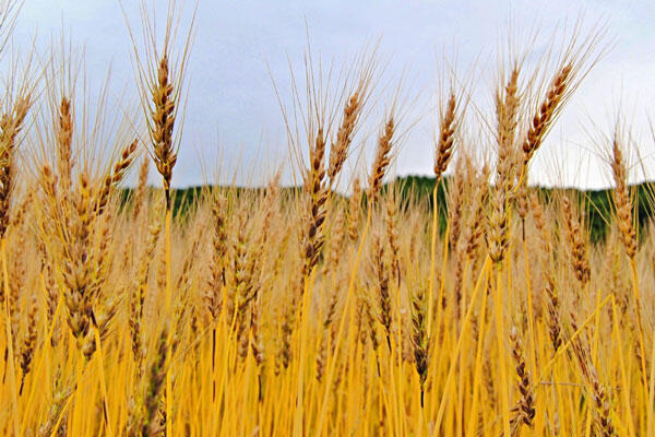 酒税一本化とは?改正の背景や目的、ビール・発泡酒への影響を知っておこう