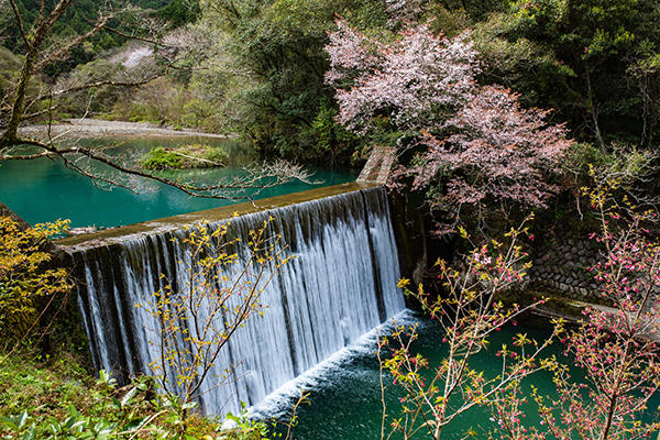 山内ダム湖の浮島桜（中土佐町）｜桜と水面の美しさに心奪われる穴場