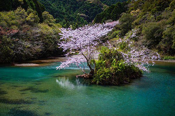 山内ダム湖の浮島桜（中土佐町）｜桜と水面の美しさに心奪われる穴場