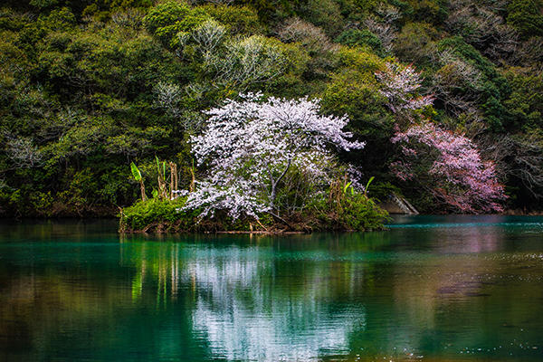 山内ダム湖の浮島桜（中土佐町）｜桜と水面の美しさに心奪われる穴場