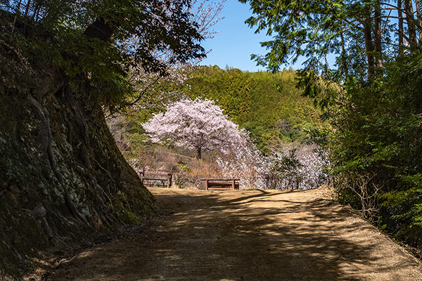 八京の一本桜｜南国市の穴場なお花見スポット！美しく咲き誇る一本桜