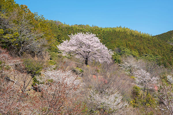 八京の一本桜｜南国市の穴場なお花見スポット！美しく咲き誇る一本桜