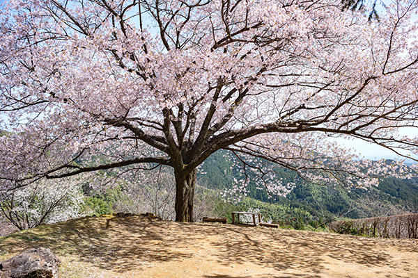 八京の一本桜｜南国市の穴場なお花見スポット！美しく咲き誇る一本桜"