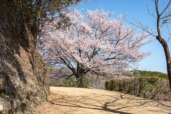 八京の一本桜｜南国市の穴場なお花見スポット！美しく咲き誇る一本桜