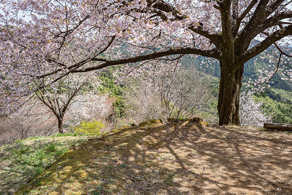 八京の一本桜｜南国市の穴場なお花見スポット！美しく咲き誇る一本桜