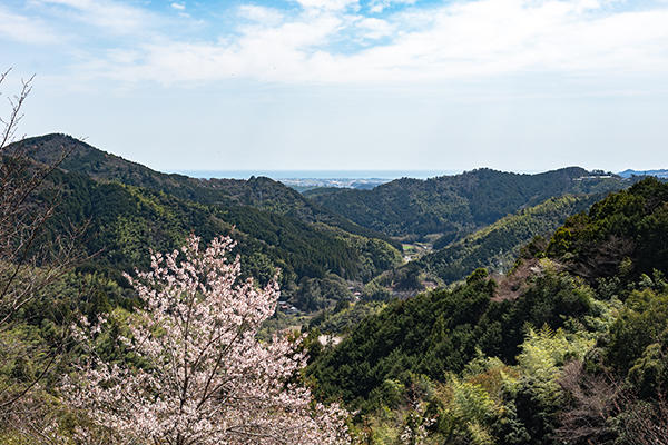 八京の一本桜｜南国市の穴場なお花見スポット！美しく咲き誇る一本桜