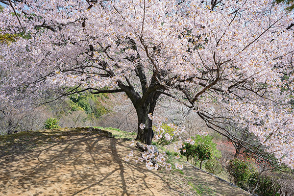 八京の一本桜｜南国市の穴場なお花見スポット！美しく咲き誇る一本桜