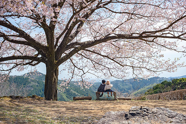 八京の一本桜｜南国市の穴場なお花見スポット！美しく咲き誇る一本桜