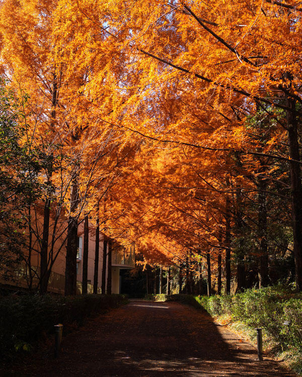 横倉山自然の森博物館|メタセコイアと安藤建築。森に佇むアートのような博物館