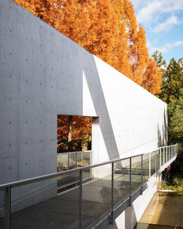 横倉山自然の森博物館|メタセコイアと安藤建築。森に佇むアートのような博物館