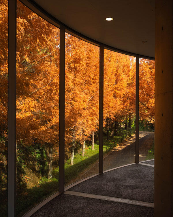横倉山自然の森博物館|メタセコイアと安藤建築。森に佇むアートのような博物館