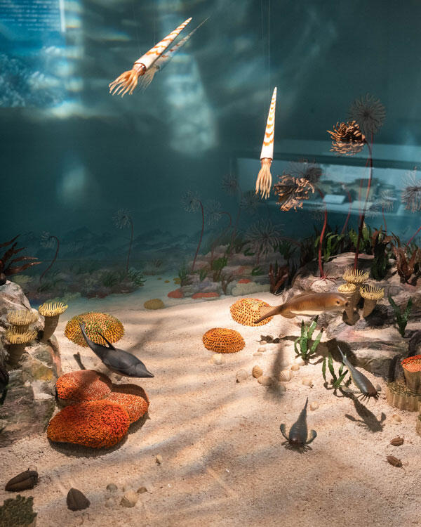 横倉山自然の森博物館|メタセコイアと安藤建築。森に佇むアートのような博物館