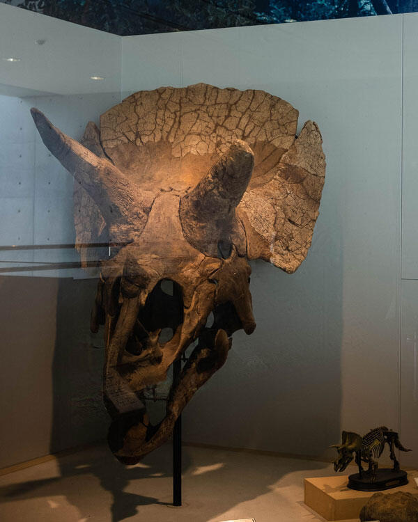 横倉山自然の森博物館|メタセコイアと安藤建築。森に佇むアートのような博物館