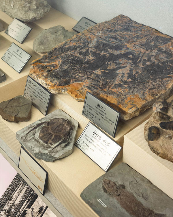 横倉山自然の森博物館|メタセコイアと安藤建築。森に佇むアートのような博物館