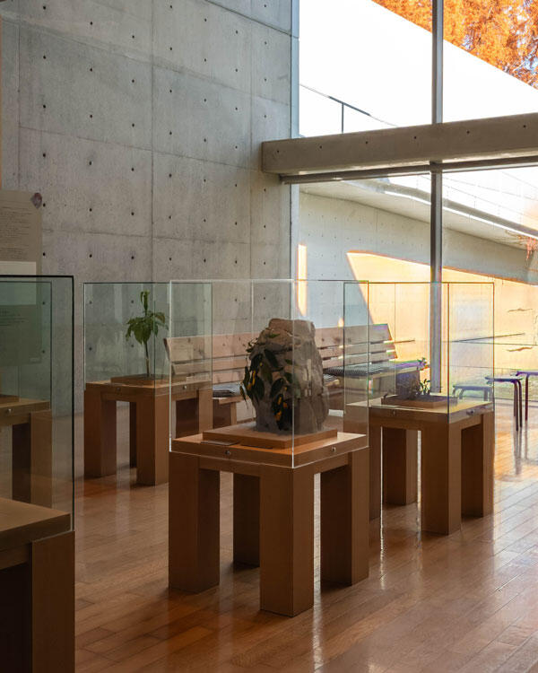 横倉山自然の森博物館|メタセコイアと安藤建築。森に佇むアートのような博物館