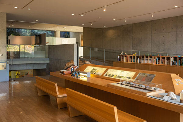 横倉山自然の森博物館|メタセコイアと安藤建築。森に佇むアートのような博物館