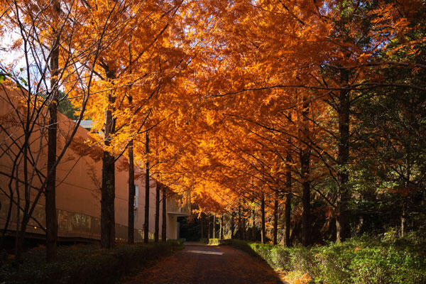 横倉山自然の森博物館|メタセコイアと安藤建築。森に佇むアートのような博物館