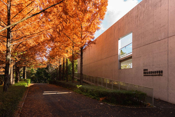 横倉山自然の森博物館|メタセコイアと安藤建築。森に佇むアートのような博物館