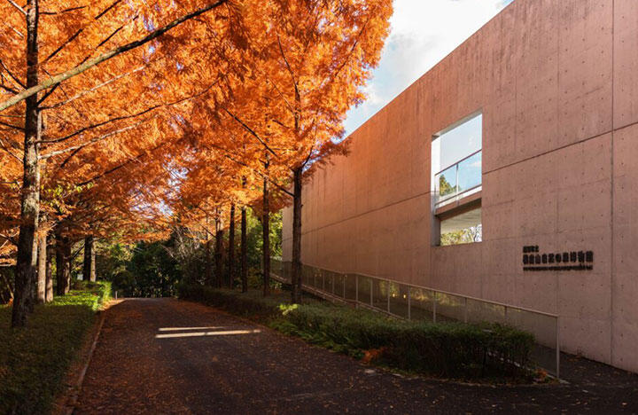 横倉山自然の森博物館|メタセコイアと安藤建築。森に佇むアートのような博物館