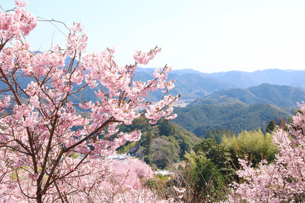 雪割り桜（そうだ山）｜春の陽射しの中で輝く。美しい桜の名所