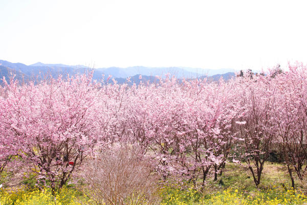 雪割り桜（そうだ山）｜春の陽射しの中で輝く。美しい桜の名所