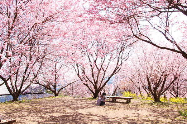 雪割り桜（そうだ山）｜春の陽射しの中で輝く。美しい桜の名所