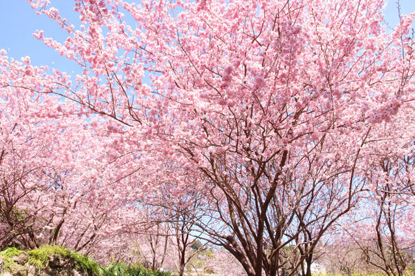 雪割り桜（そうだ山）｜春の陽射しの中で輝く。美しい桜の名所