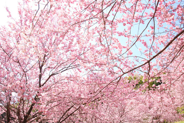 雪割り桜（そうだ山）｜春の陽射しの中で輝く。美しい桜の名所