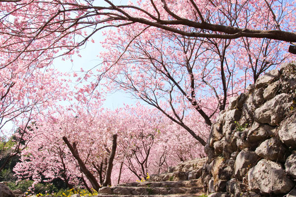 雪割り桜（そうだ山）｜春の陽射しの中で輝く。美しい桜の名所