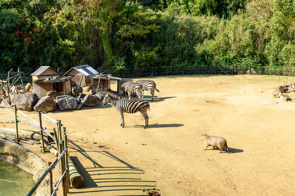四国でおすすめの動物園11選！大人も子どもも楽しめるスポットを紹介