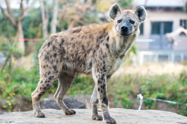 四国でおすすめの動物園11選！大人も子どもも楽しめるスポットを紹介