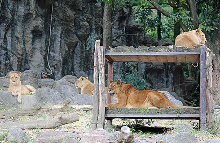 四国でおすすめの動物園10選！大人も子どもも楽しめるスポットを紹介