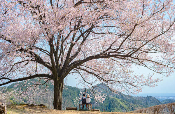 八京の一本桜｜南国市の穴場なお花見スポット！美しく咲き誇る一本桜