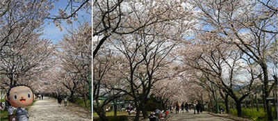 鏡野公園　桜まつり