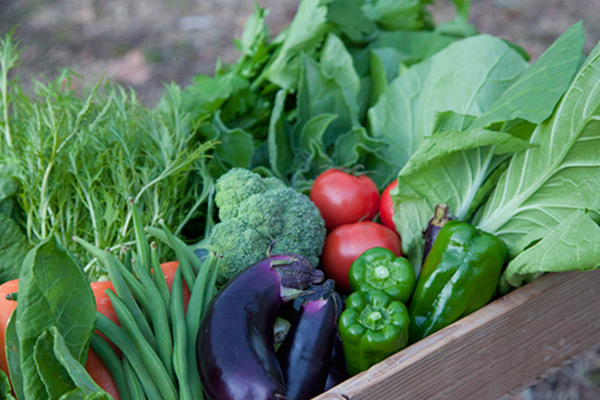 高知の新鮮野菜セット