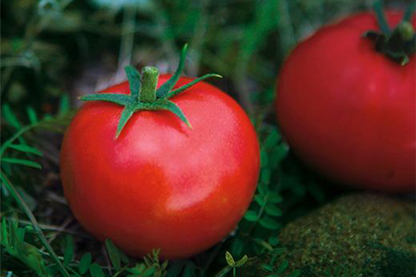 特選フルーツトマト 特選フルーツトマト